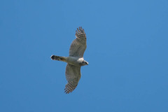 Accipiter gentilis