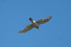 Accipiter gentilis