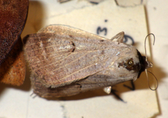 Lygephila craccae