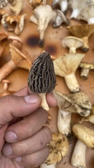 Morchella