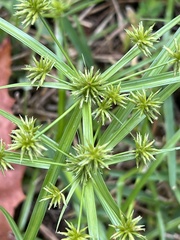 Cyperus croceus