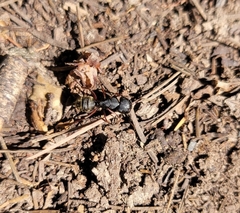 Camponotus modoc