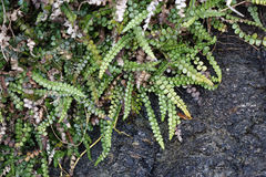 Blechnum blechnoides