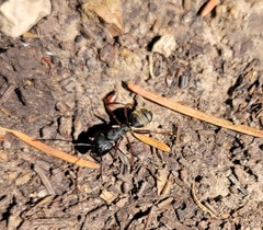 Camponotus modoc