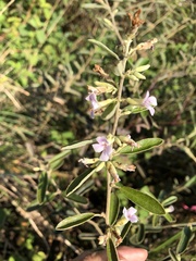 Helicteres angustifolia