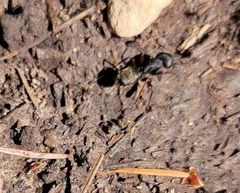 Camponotus modoc