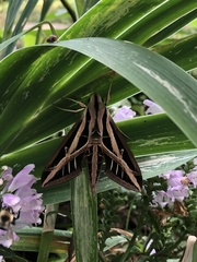 Eumorpha fasciatus