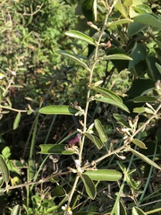 Helicteres angustifolia