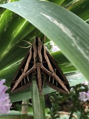 Eumorpha fasciatus
