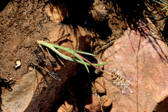 Ledebouria