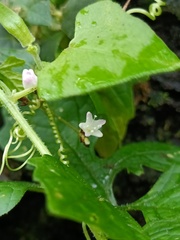 Persicaria senticosa