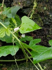 Persicaria senticosa
