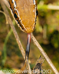 Philodryas chamissonis
