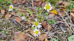Matricaria chamomilla