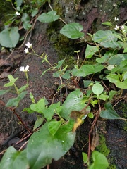 Persicaria senticosa