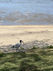 Threskiornis molucca
