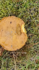 Suillus variegatus