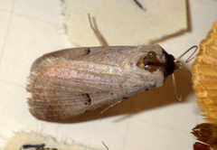 Lygephila craccae