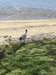 Threskiornis molucca