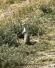 Urocitellus richardsonii