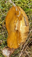 Suillus variegatus