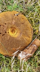 Suillus variegatus