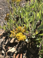 Senecio atratus