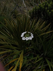 Plantaginaceae