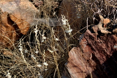 Ornithogalum juncifolium