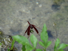 Neurothemis fluctuans