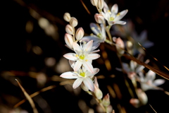 Ornithogalum juncifolium