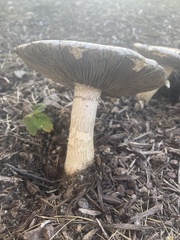 Pluteus petasatus