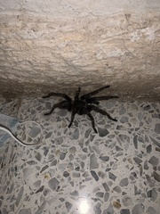 Theraphosinae