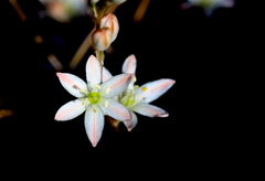 Ornithogalum juncifolium