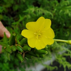 Oenothera