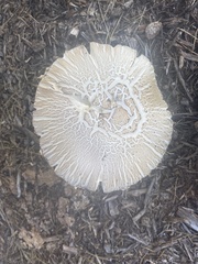 Pluteus petasatus