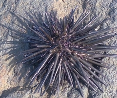 Stomopneustes variolaris