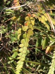 Phyllodium pulchellum