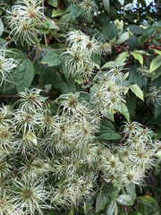 Clematis virginiana