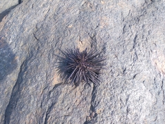 Stomopneustes variolaris