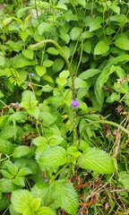 Stachytarpheta urticifolia