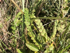 Phyllodium pulchellum