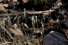Ornithogalum juncifolium