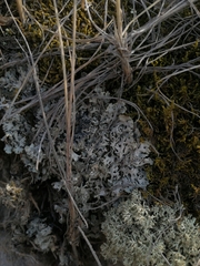 Hypogymnia physodes