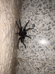 Theraphosinae