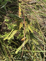 Phyllodium pulchellum