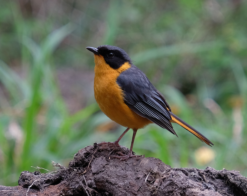 Chorister Robin-Chat photo