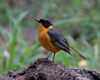 Chorister Robin-Chat - Photo (c) Leonie Twentyman Jones, some rights reserved (CC BY-NC), uploaded by Leonie Twentyman Jones