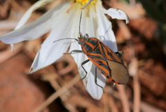 Spilostethus rivularis
