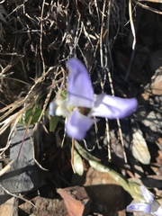 Gentianopsis barbellata